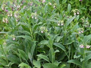 Read more about the article 10 Ways To Use Comfrey On The Homestead