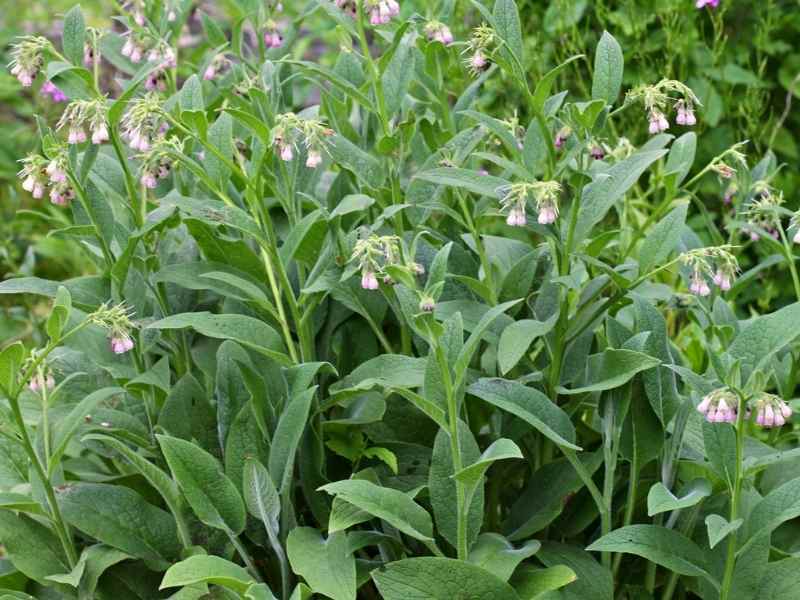 10 Ways To Use Comfrey On The Homestead