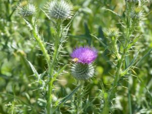 Read more about the article Thorns, the Curse, and Christ’s Redemption