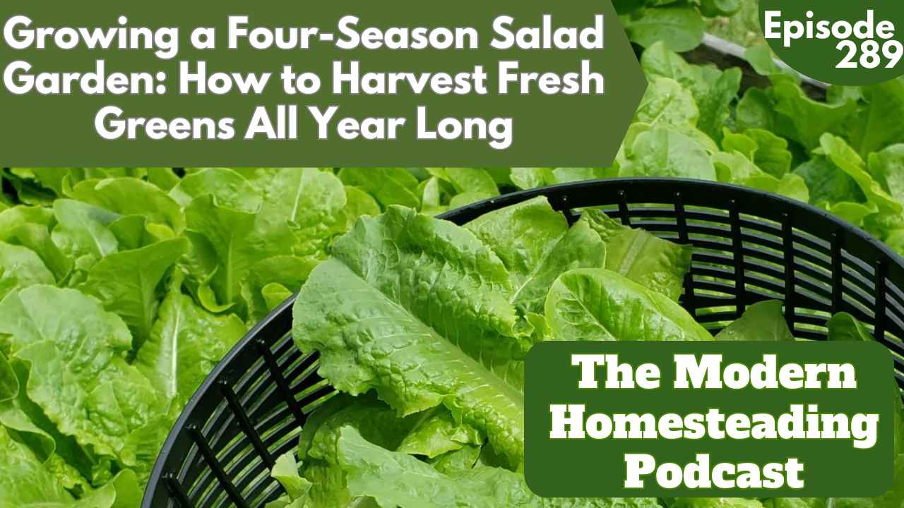 Homepage 7 harvesting greens